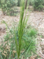 Austrostipa mollis