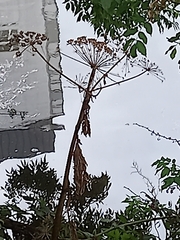 Heracleum mantegazzianum