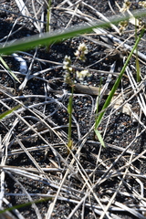 Anthoxanthum glabrum