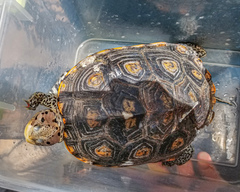 Malaclemys terrapin