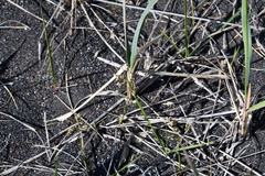 Anthoxanthum glabrum