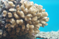 Pocillopora