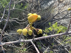 Cochlospermum