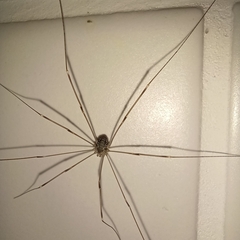 Leiobunum limbatum