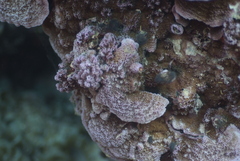 Montipora
