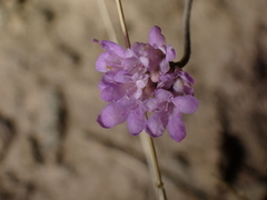 Dipsacoideae
