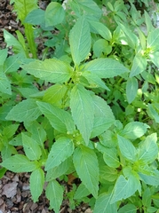 Mercurialis annua