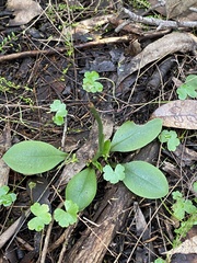 Pterostylis curta