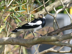 Grallina cyanoleuca