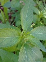 Mercurialis annua