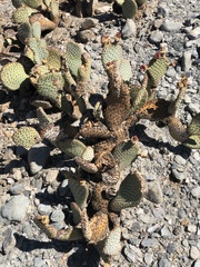 Opuntia basilaris brachyclada