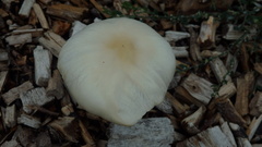 Agrocybe rivulosa