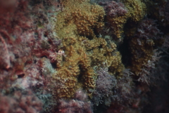 Acanthastrea