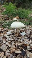 Agrocybe rivulosa