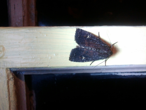 Doubtful Apamea Moth photo 5
