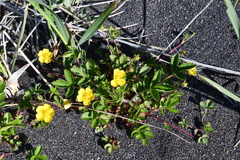 Potentilla stolonifera