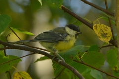 Parus major