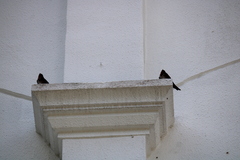Hirundo tahitica