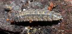 Stratiomyidae