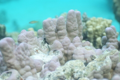 Porites