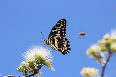 Papilio demodocus demodocus