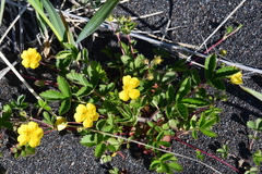 Potentilla stolonifera
