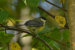 Parus major