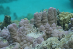 Porites