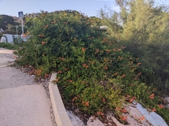 Campsis