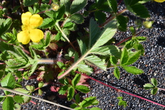 Potentilla stolonifera