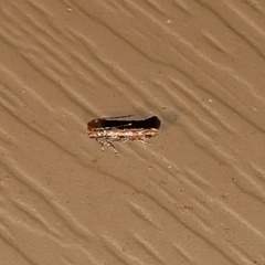 Aristotelia roseosuffusella