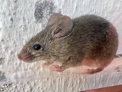 Mus musculus