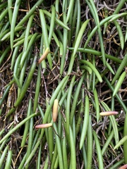 Dendrobium striolatum