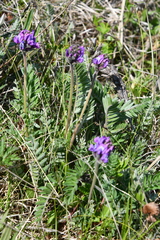 Oxytropis erecta