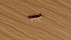 Aristotelia roseosuffusella