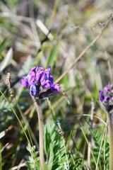 Oxytropis erecta