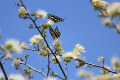 Papilio demodocus demodocus