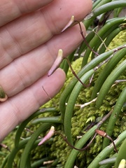 Dendrobium striolatum
