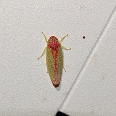Gyponana octolineata