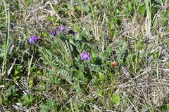 Oxytropis erecta