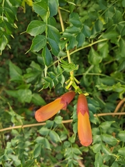 Campsis