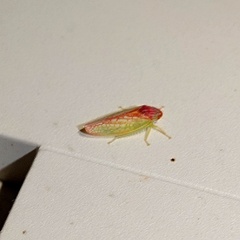 Gyponana octolineata