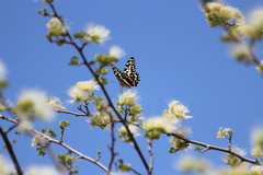 Papilio demodocus demodocus