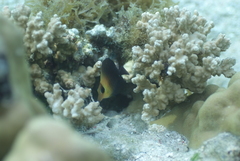 Zebrasoma scopas