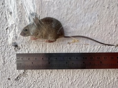 Mus musculus