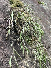 Dendrobium striolatum