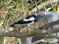 Grallina cyanoleuca