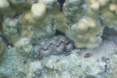 Tridacna maxima