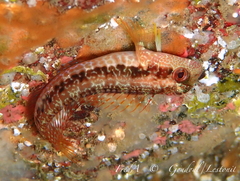 Parablennius pilicornis