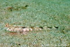 Pomatoschistus pictus